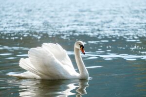 swan-7737169_1280